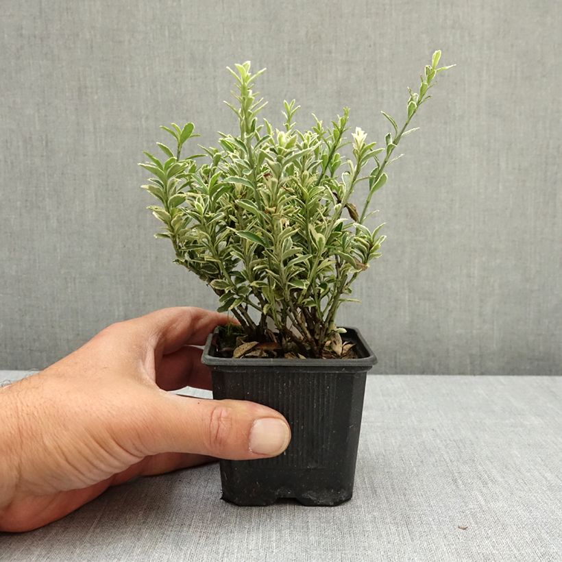 Spécimen de Euonymus japonicus Microphyllus Albovariegatus - Fusain du Japon Godet de 8/9 cm tel que livré au printemps