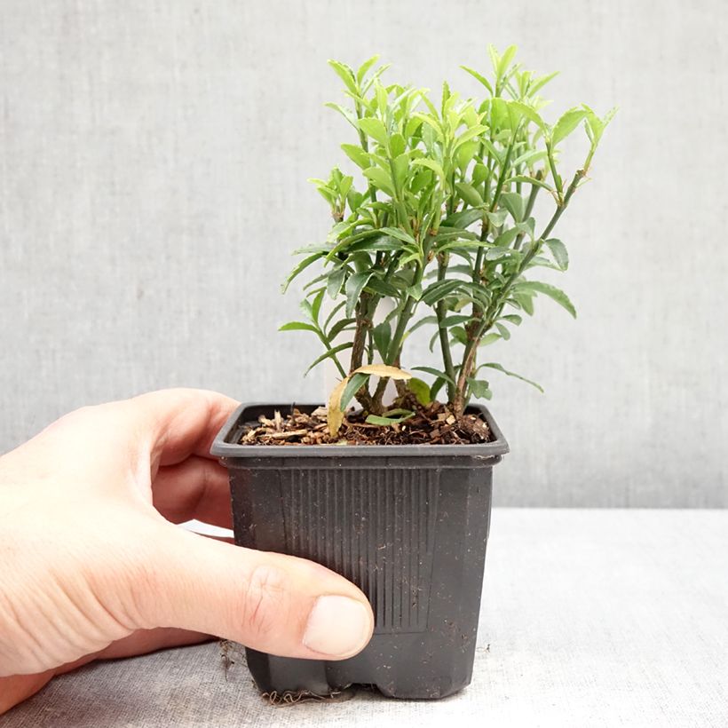 Spécimen de Euonymus japonicus Microphyllus  - Fusain du Japon Godet de 8/9 cm tel que livré au printemps