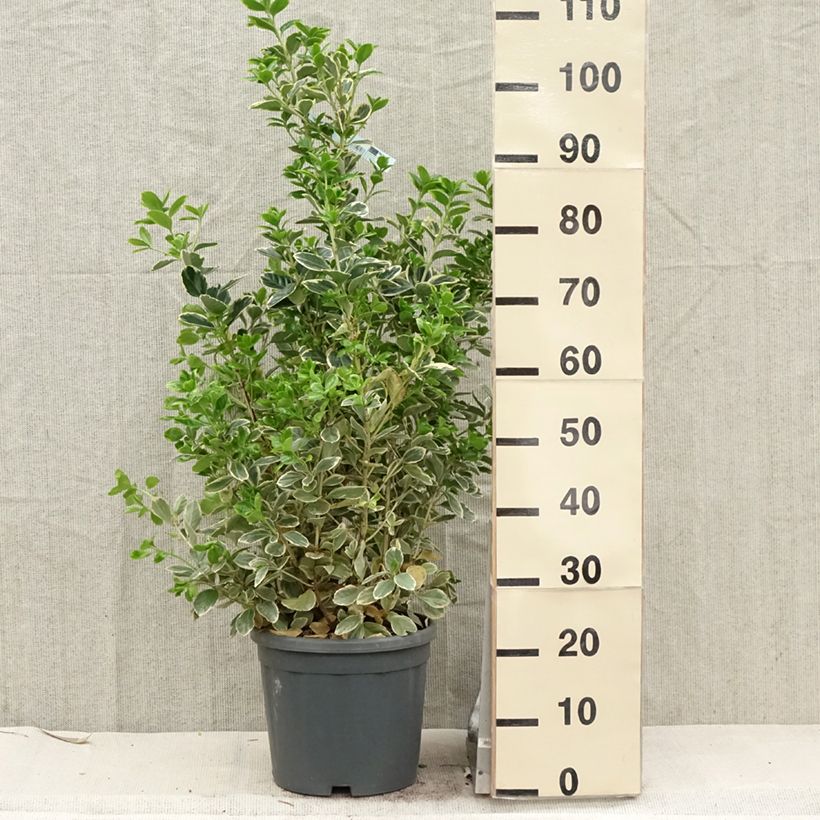 Spécimen de Euonymus japonicus Président Gauthier - Fusain du Japon Pot de 7,5L/10L tel que livré au printemps