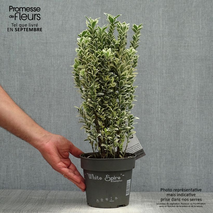 Spécimen de Euonymus japonicus White Spire - Fusain du Japon Pot de 2L/3L tel que livré en automne