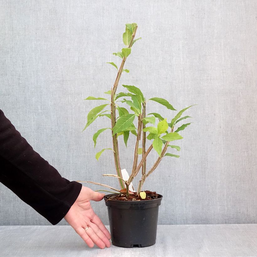 Spécimen de Euonymus phellomanus - Fusain de Chine Pot de 2L/3L tel que livré en automne