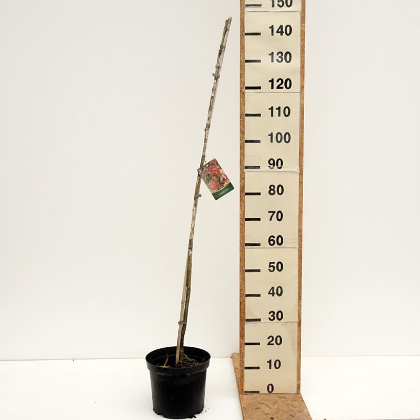Spécimen de Euonymus planipes - Fusain Pot de 7,5L/10L tel que livré en automne