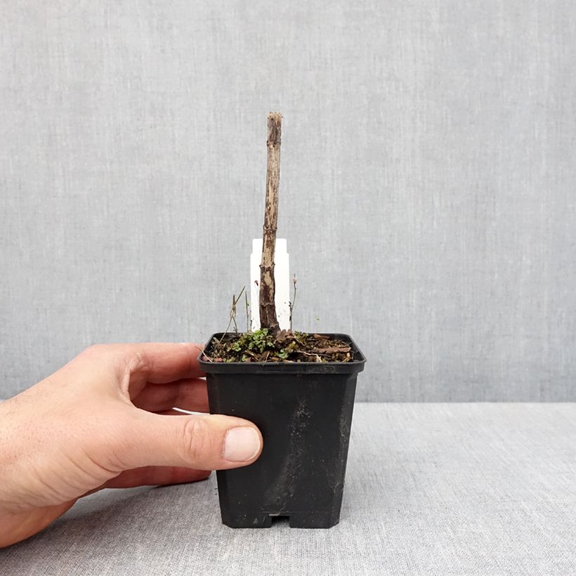 Spécimen de Eupatorium Bartered Bride - Eupatoire Godet de 8/9 cm tel que livré au printemps