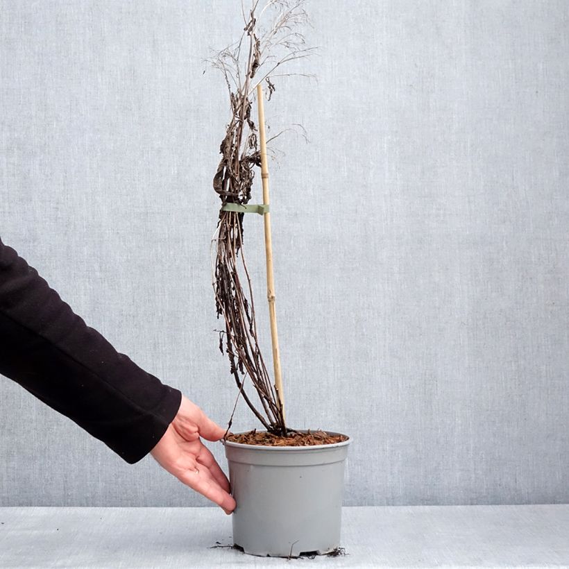 Spécimen de Eupatorium hybride Baby Joe - Eupatoire Pot de 2L/3L tel que livré au printemps