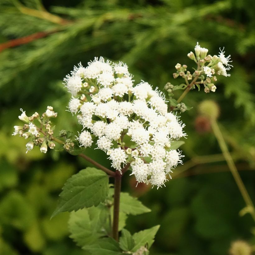 Eupatorium rugosum braunlaub ou Ageratina altissima (Floraison)