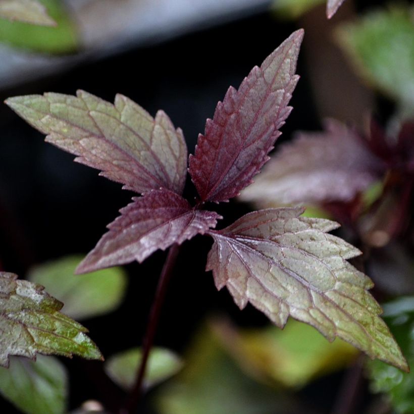 Eupatorium rugosum Chocolate ou Ageratina altissima (Foliage)