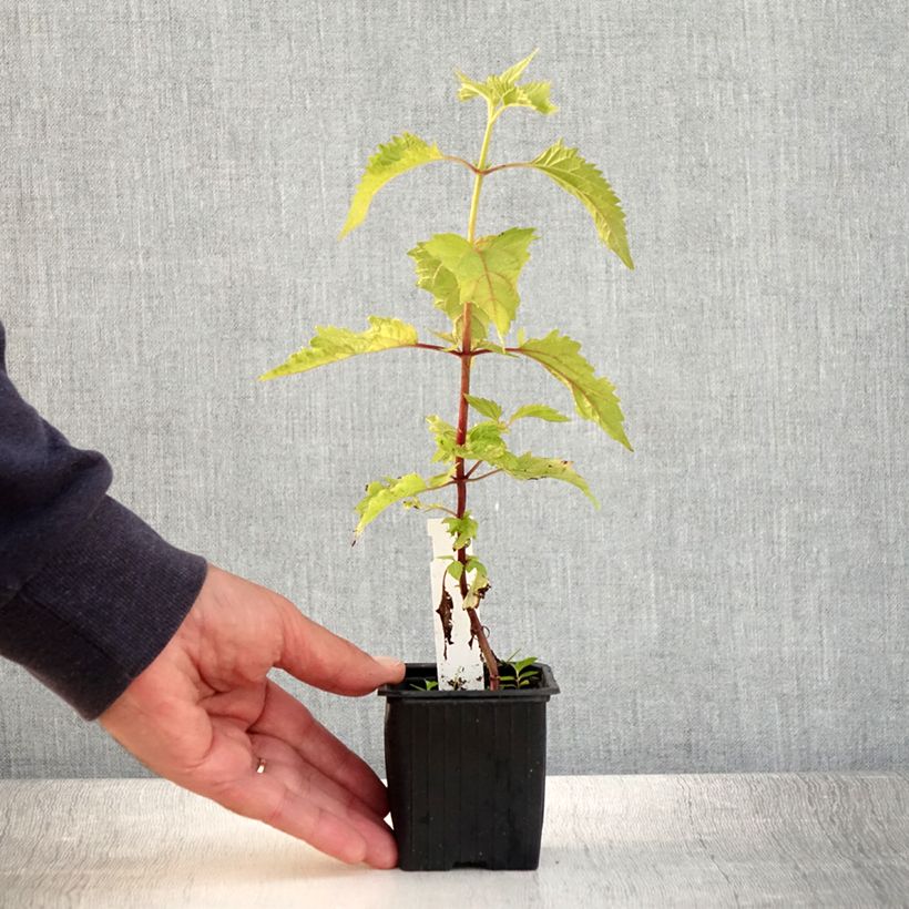 Spécimen de Eupatorium rugosum, Eupatoire Godet de 8/9 cm tel que livré en été