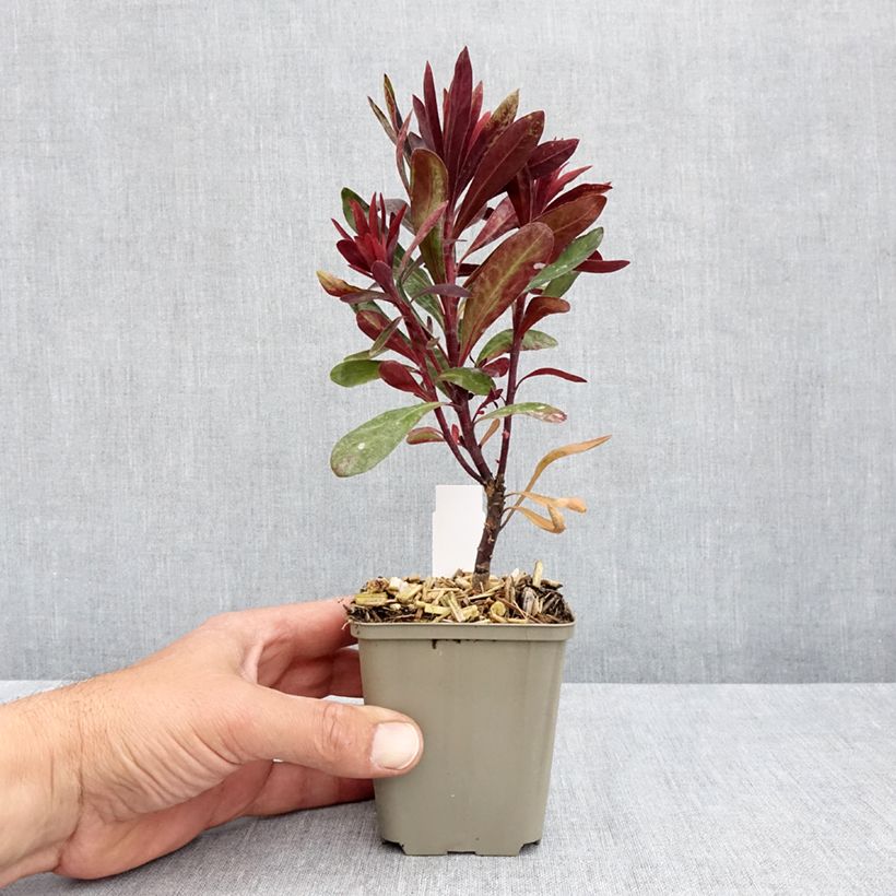 Spécimen de Euphorbe Black Bird Godet de 8/9 cm tel que livré au printemps