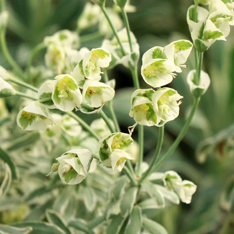 Euphorbe characias Glacier Blue (Floraison)