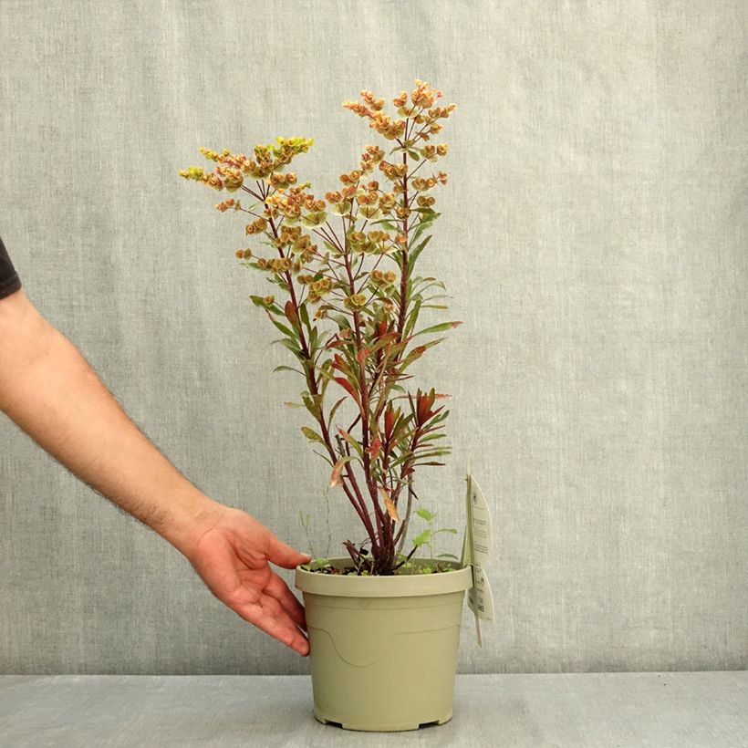Spécimen de Euphorbia characias Miners Merlot - Euphorbe Pot de 3L/4L tel que livré en été