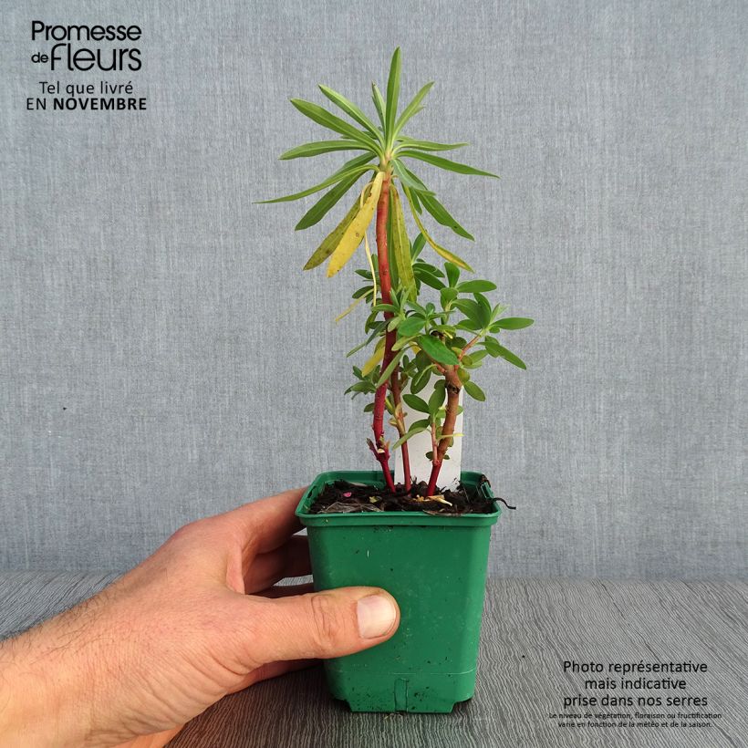 Spécimen de Euphorbia characias ssp. characias - Euphorbe des garrigues Godet de 8/9 cm tel que livré en automne