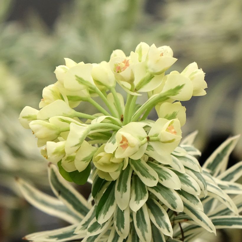Euphorbia characias Tasmanian Tiger - Euphorbe panachée (Flowering)