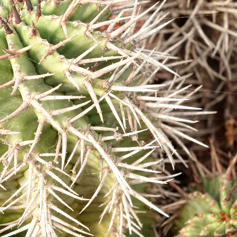 Euphorbia horrida - Euphorbe (Foliage)