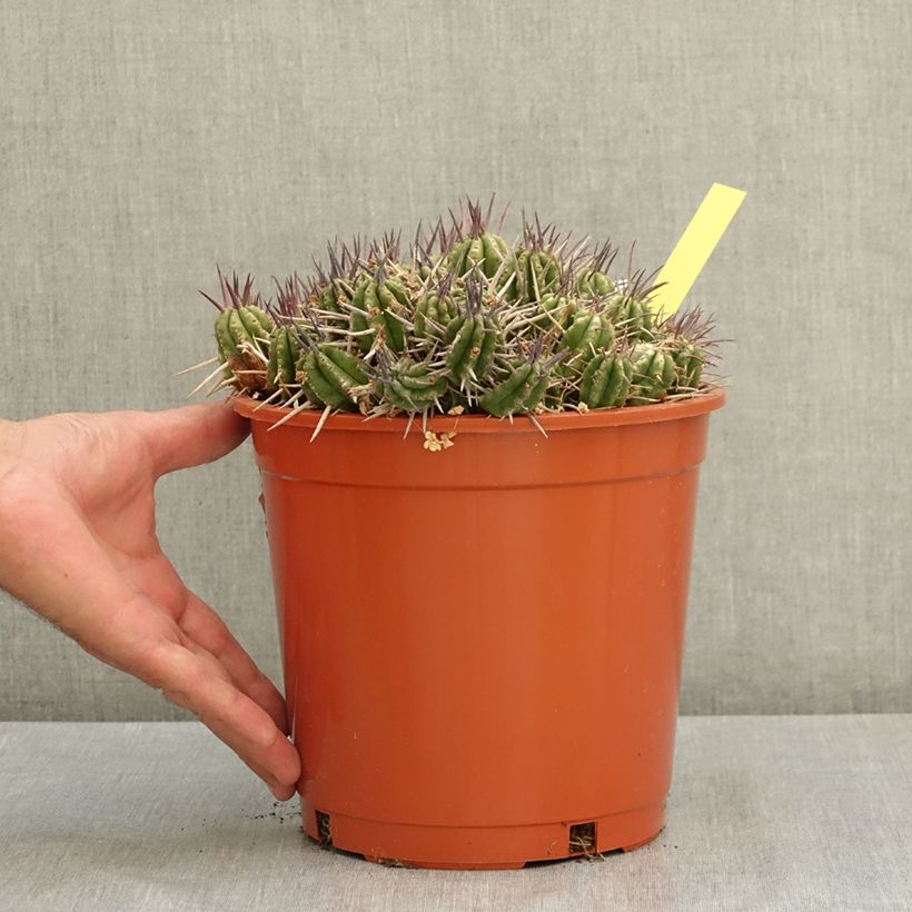 Spécimen de Euphorbia mammillaris - Euphorbe Pot de 4L/5L, 20/25 diamètre tel que livré en été