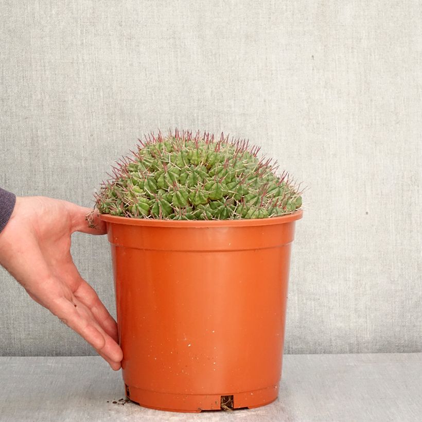 Spécimen de Euphorbia meloformis - Euphorbe Pot de 4L/5L, 18/20 diamètre tel que livré au printemps