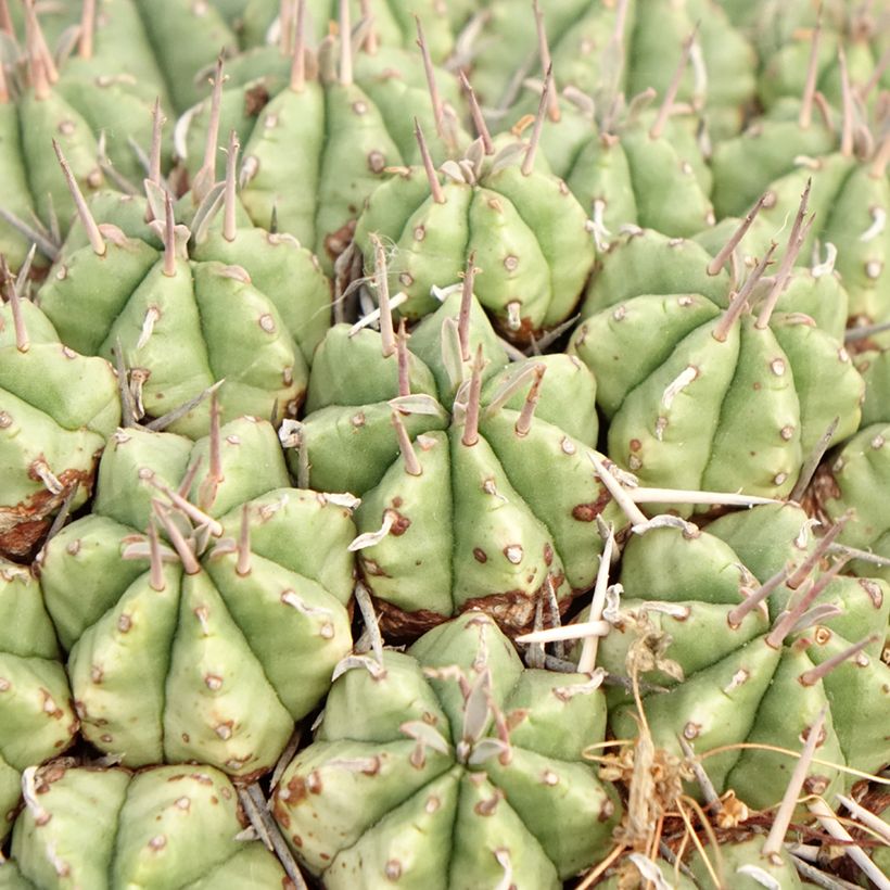 Euphorbia meloformis - Euphorbe (Feuillage)