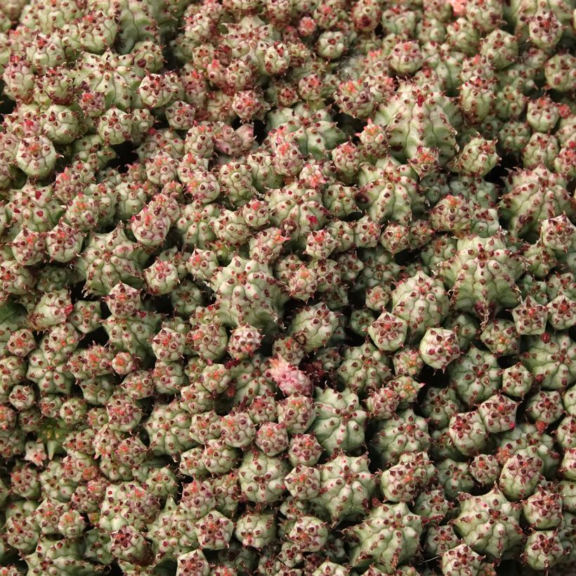 Euphorbia submammillaris (Feuillage)