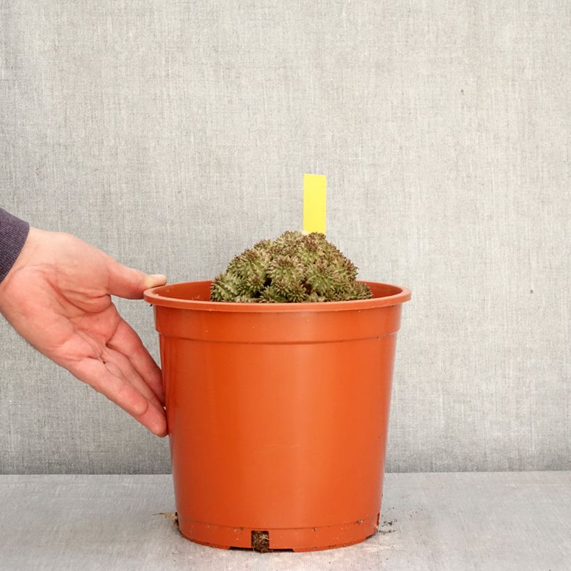 Spécimen de Euphorbia suzannae - Euphorbe Pot de 4L/5L, 15/17 diamètre tel que livré au printemps