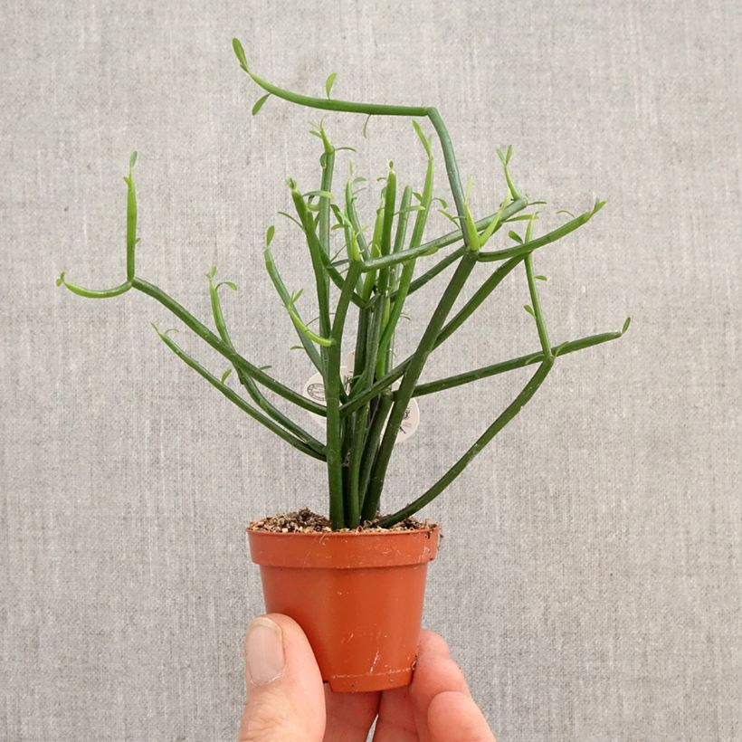 Spécimen de Euphorbia tirucalli - Plante crayon Mini-plante tel que livré au printemps
