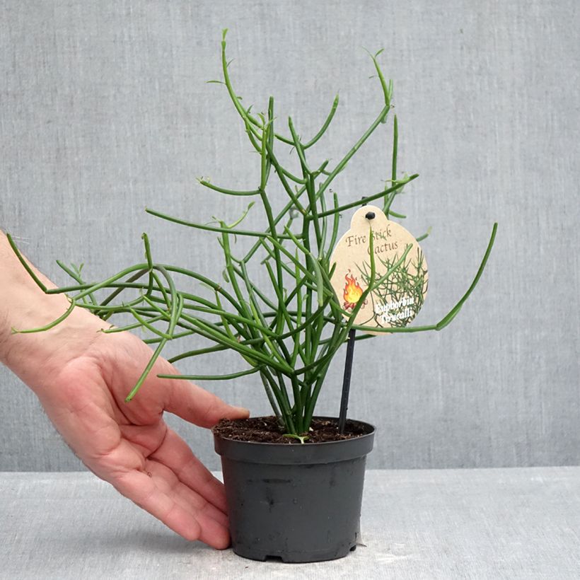 Example of Euphorbia tirucalli - Plante crayon Pot de 12 cm / 13 cm as you get in printemps