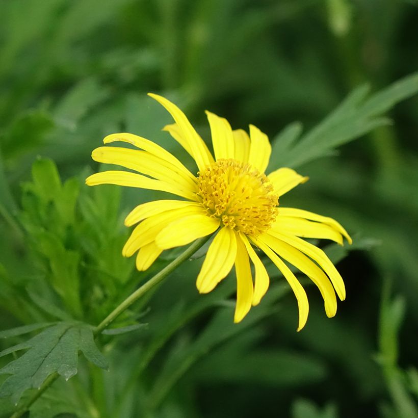 Euryops chrysanthemoides Sonnenschein - Marguerite de la savane (Flowering)