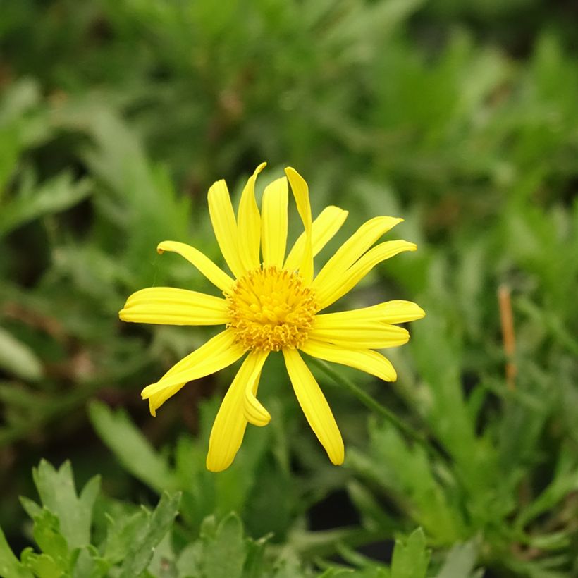Euryops evansii  (Floraison)