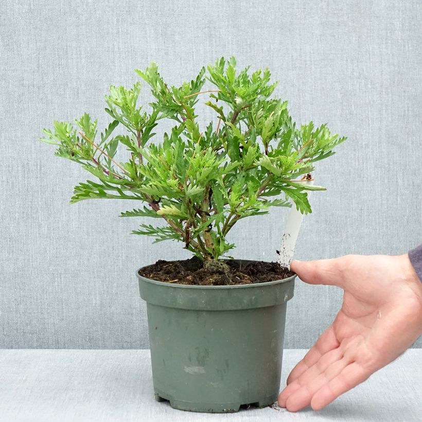 Spécimen de Euryops evansii  Pot de 2L/3L tel que livré au printemps