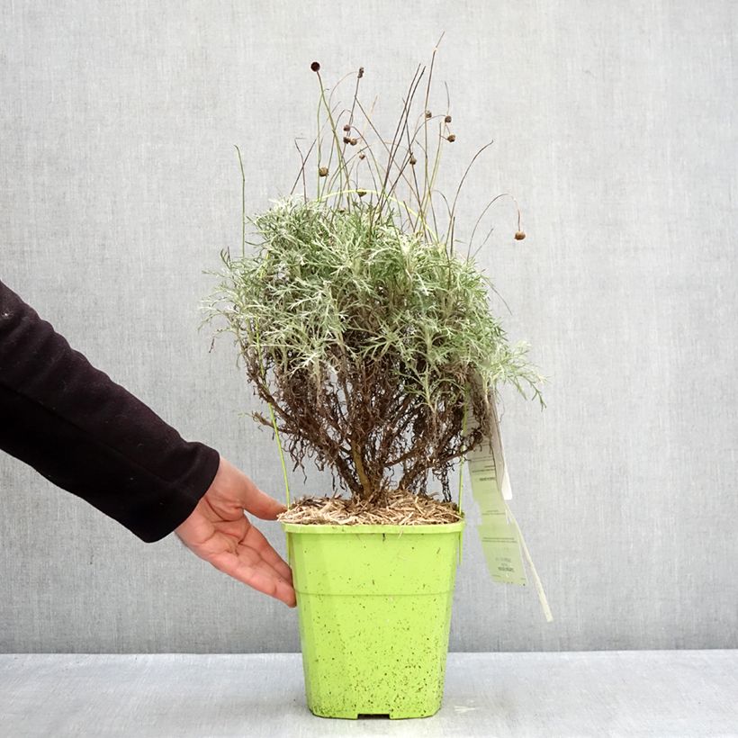 Spécimen de Euryops Infinity - Marguerite des savanes Pot de 4L/5L tel que livré en hiver