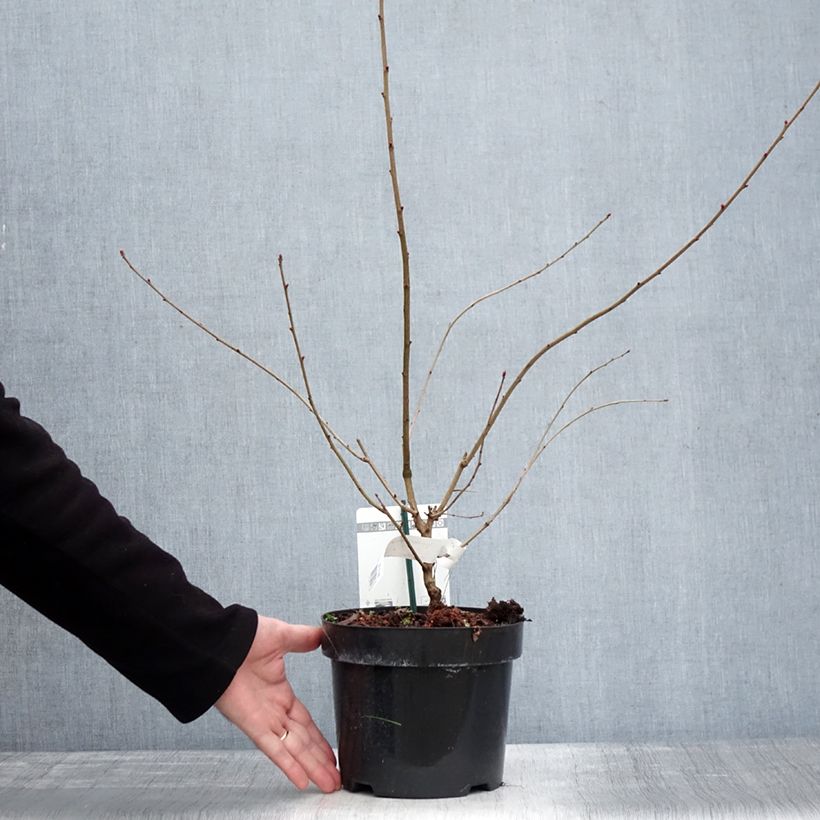 Spécimen de Exochorda racemosa Blushing Pearl Pot de 3L/4L tel que livré en hiver