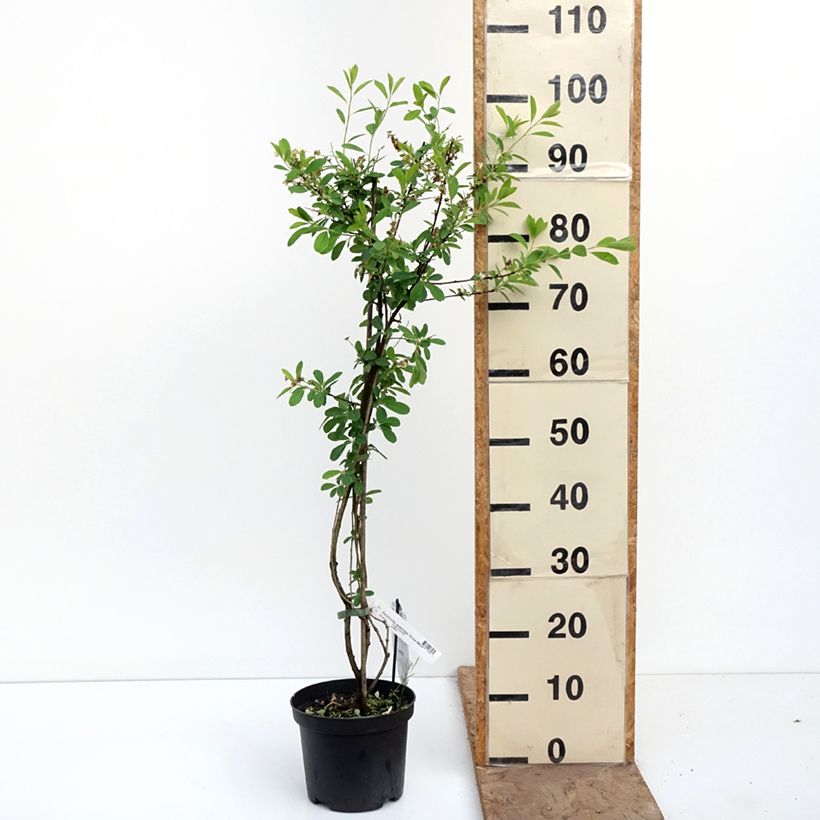 Spécimen de Exochorda racemosa Snow Mountain - Arbuste aux perles Pot de 3L/4L tel que livré au printemps