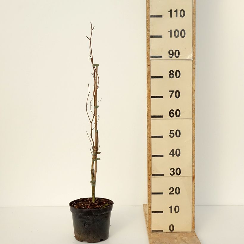 Spécimen de Fagus sylvatica Anny's Red Pillar - Hêtre pourpre colonnaire Pot de 4L/5L tel que livré en hiver