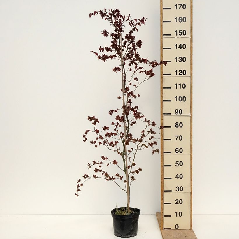 Spécimen de Fagus sylvatica Brathay's Purple - Hêtre commun Pot de 4L/5L tel que livré au printemps