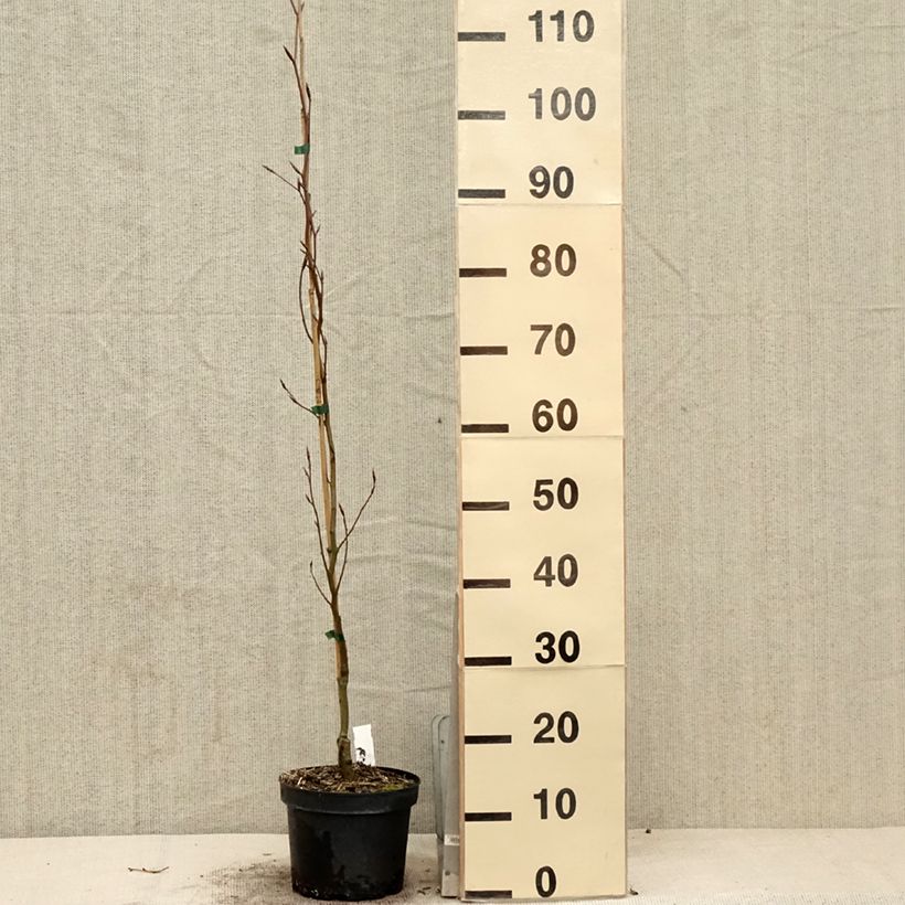 Spécimen de Fagus sylvatica Dawyck Gold - Hêtre fastigié doré Pot de 2L/3L tel que livré au printemps