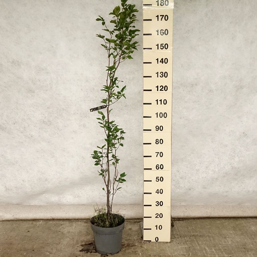Spécimen de Fagus sylvatica Dawyck - Hêtre fastigié Pot de 4L/5L tel que livré en été