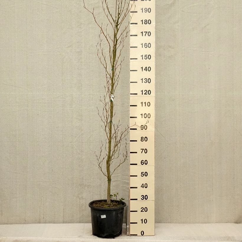 Spécimen de Fagus sylvatica Dawyck Purple - Hêtre fastigié pourpre Pot de 12L/15L tel que livré au printemps