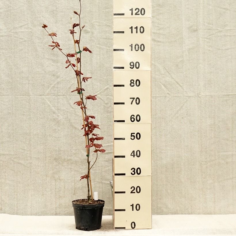 Spécimen de Fagus sylvatica Dawyck Purple - Hêtre fastigié pourpre Pot de 2L/3L tel que livré au printemps