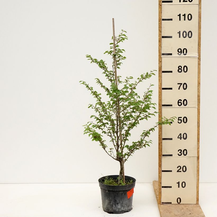 Spécimen de Fagus sylvatica Felderbach - Hêtre nain Pot de 4L/5L tel que livré au printemps