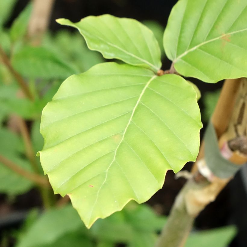 Fagus sylvatica Franken - Hêtre nain panaché de blanc (Feuillage)