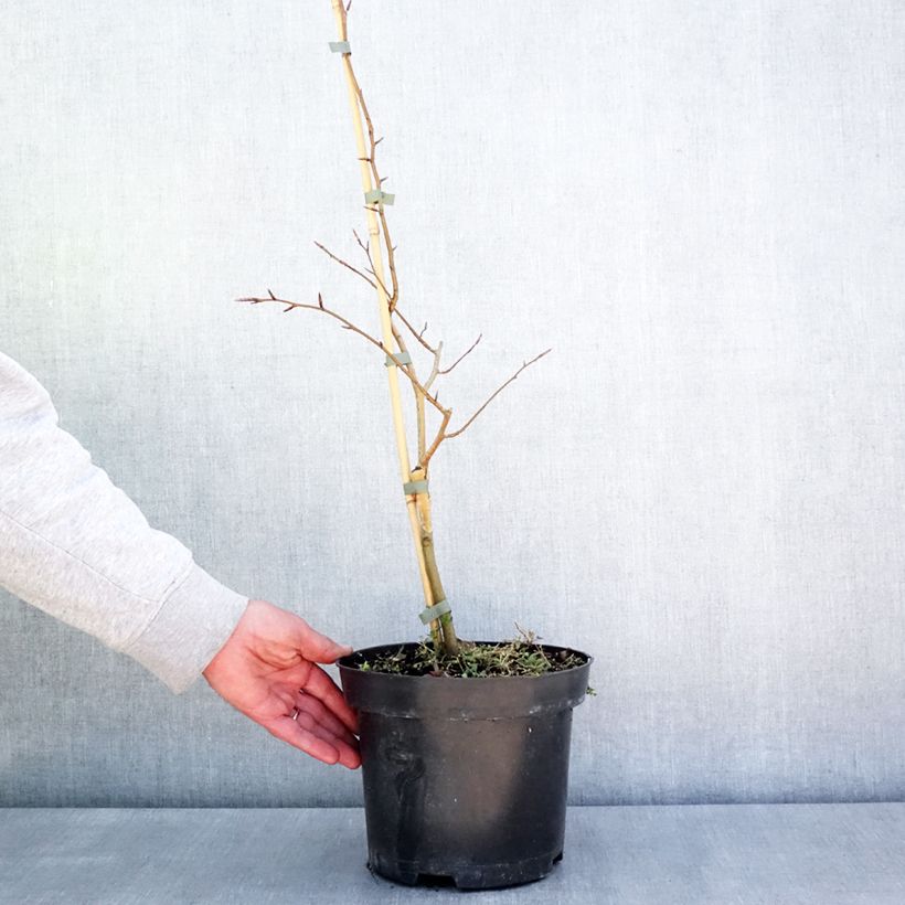 Spécimen de Fagus sylvatica Franken - Hêtre nain panaché de blanc Pot de 4L/5L tel que livré au printemps