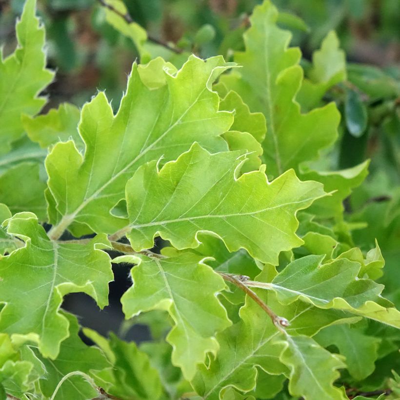 Fagus sylvatica Interrupta - Hêtre commun (Feuillage)