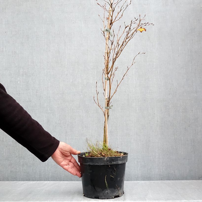 Spécimen de Fagus sylvatica Interrupta - Hêtre commun Pot de 4L/5L tel que livré en automne
