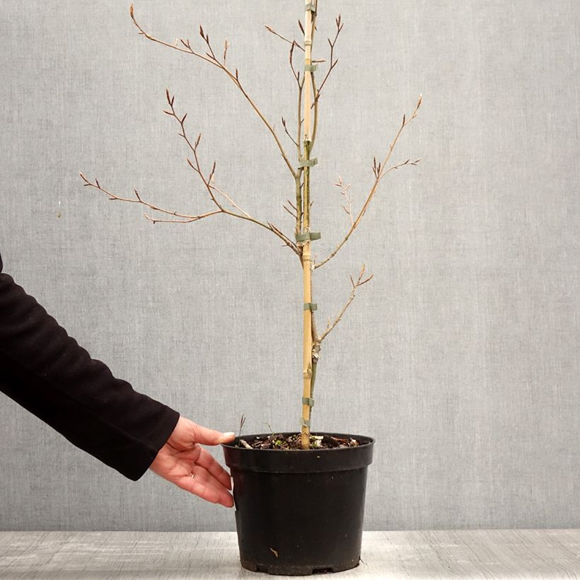 Example of Fagus sylvatica Marmor Star - Hêtre panaché Pot de 4L/5L as you get in printemps