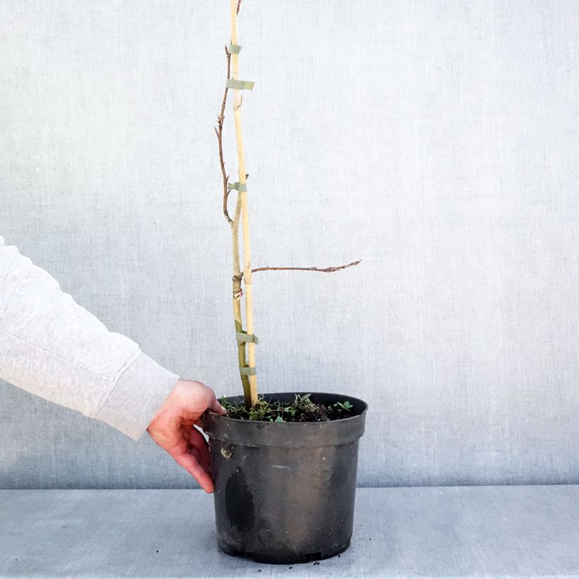 Spécimen de Fagus sylvatica Rohan Green Weeping - Hêtre pleureur Pot de 4L/5L, Tige tel que livré au printemps