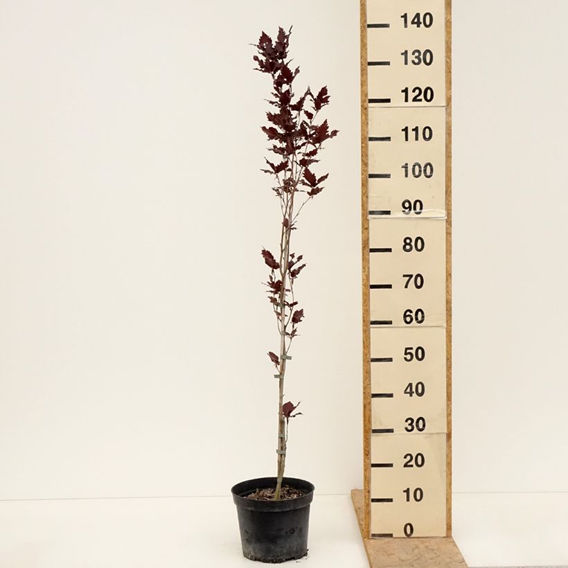 Example of Fagus sylvatica Rohan Minaret - Hêtre pourpre colonnaire Pot de 4L/5L as you get in printemps