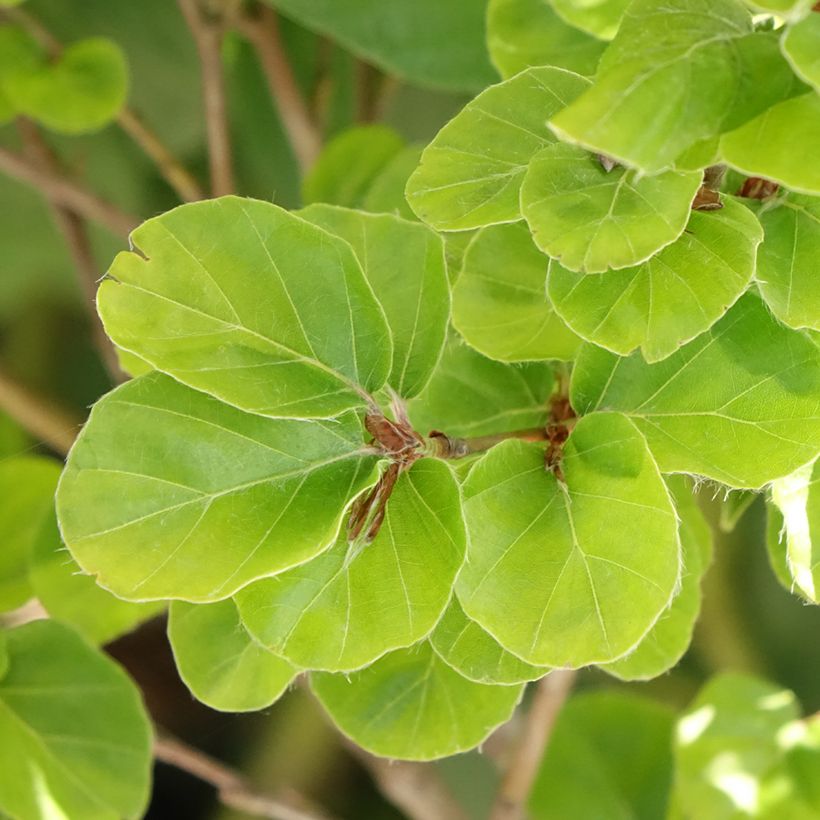 Fagus sylvatica Rotundifolia - Hêtre commun à feuilles rondes (Foliage)