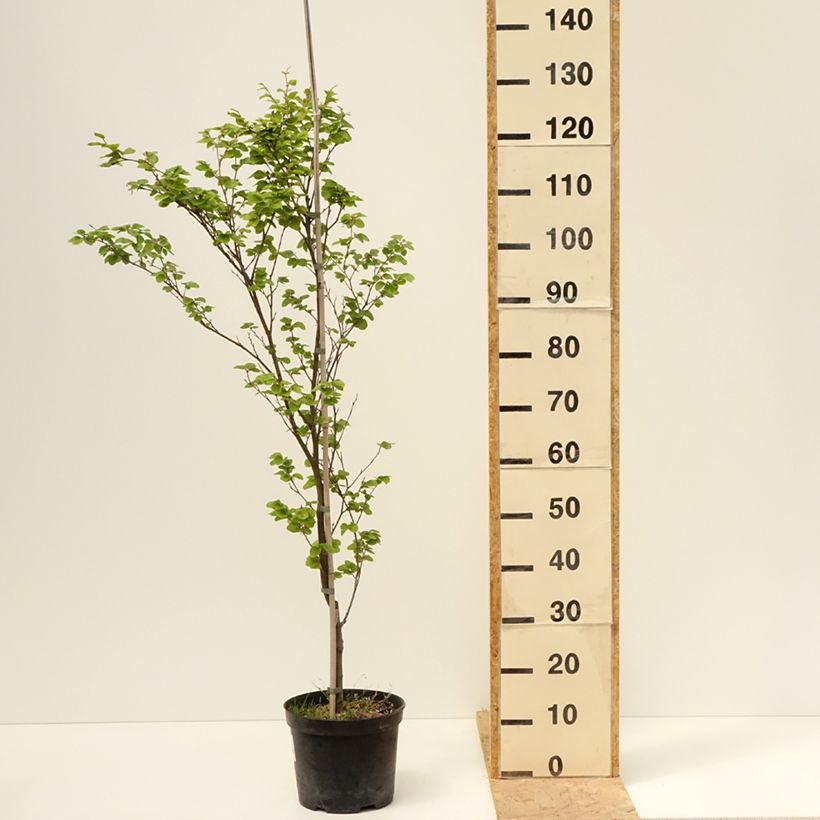 Example of Fagus sylvatica Rotundifolia - Hêtre commun à feuilles rondes Pot de 4L/5L as you get in printemps