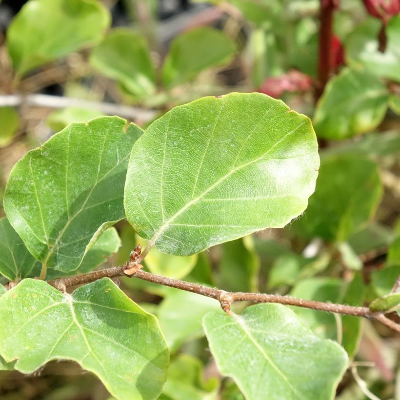 Fagus sylvatica Skrzat - Hêtre nain (Feuillage)