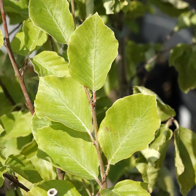 Fagus sylvatica Viridivariegata - Hêtre commun panaché de vert (Feuillage)
