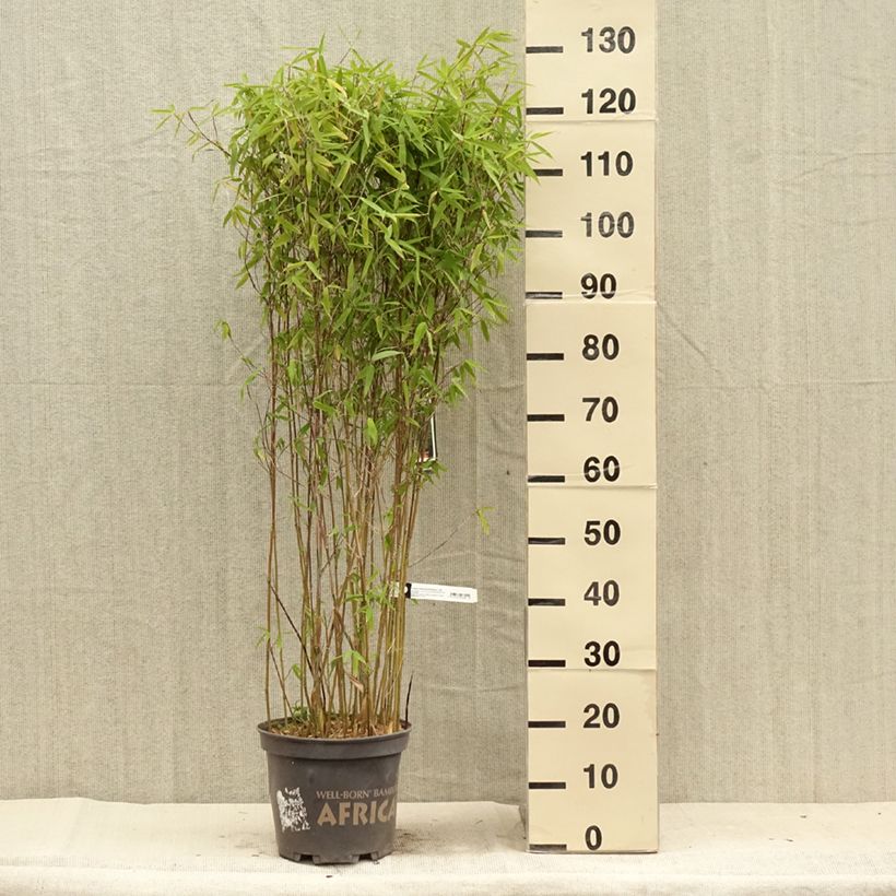 Spécimen de Fargesia Malachite Monkeys - Bambou non traçant Pot de 7,5L/10L tel que livré en été