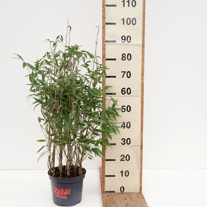 Example of Fargesia murielae Blue Lizard - Bambou non traçant Pot de 4L/5L as you get in hiver